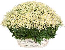 Цветочная композиция из Ромашки в корзине #REPLACE_PRED# Самарском